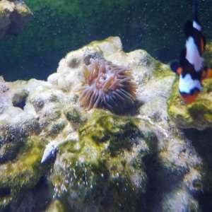 anemone 5.jpg