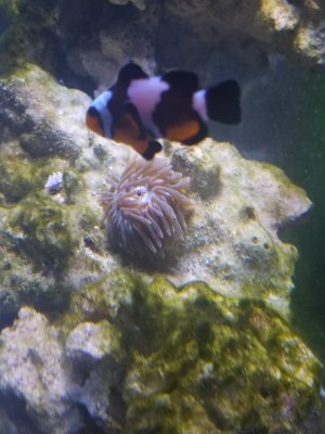 anemone 4.jpg