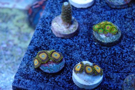Scrambledeggszoa.jpg
