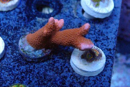 Orange digifrag.jpg