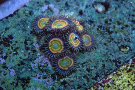 SunnyD zoas.jpg