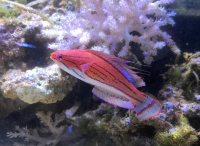 FalvinanalisWrasse2018021301.jpg