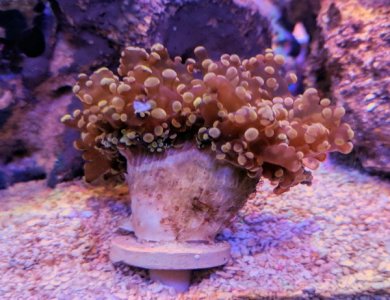 IMG_20180128_175034-600x462.jpg