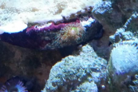 mystery coral - day.jpg