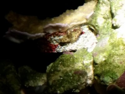 mystery coral - night.jpg