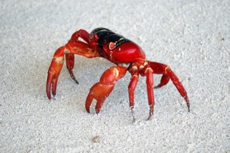 red_crab.jpg