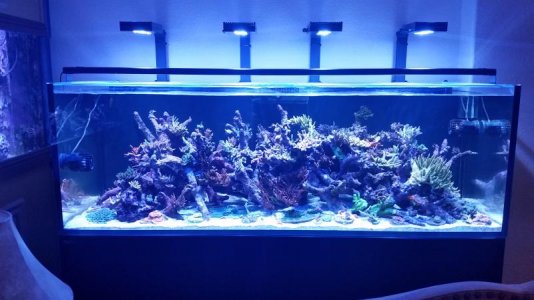 tank4latest.jpg