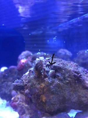 rockthing2.jpg