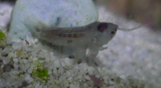 isopod 2.jpg
