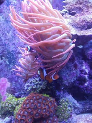 rps20180130_182345_596.jpg