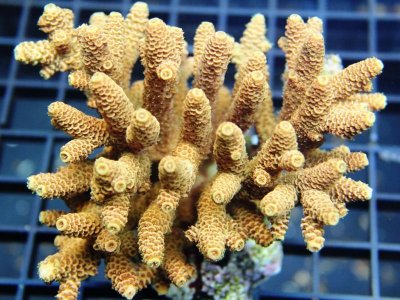 calGold sps.jpg