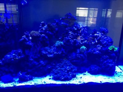 Tank pic.jpg