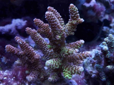 Coral-045-180209.jpg