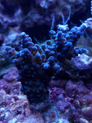 Coral-046-180209.jpg