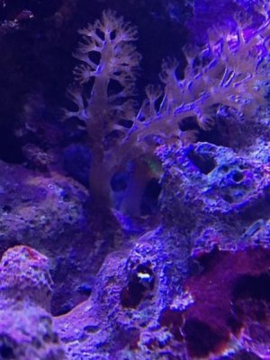 Kenya Tree Green.jpg