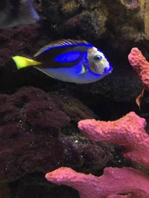Blue Tang.jpg