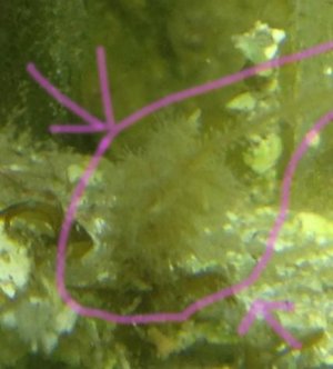 Mystery_worm_3.jpg