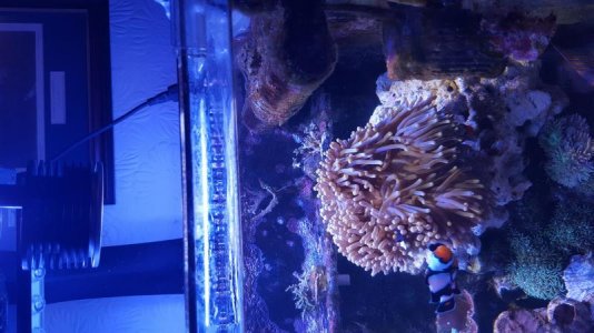 nem and light resized.jpg