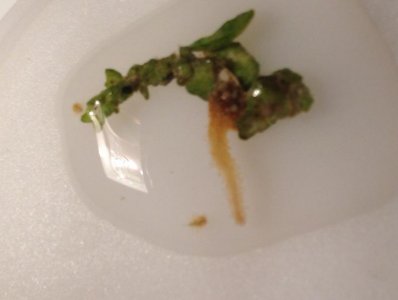 1 Worm thing.jpg