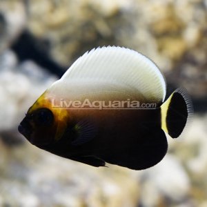 Conspicuous angelfish.jpg