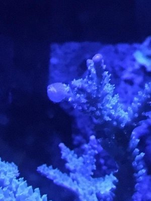 sps bubble.jpg
