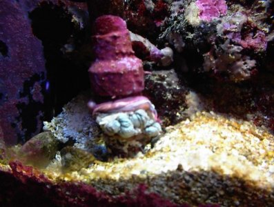 040102AnemoneAccident 002.jpg