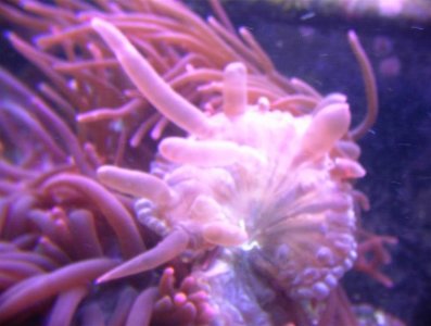 040702AnemoneAccident 005.jpg