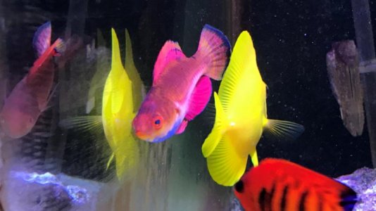 Sailfin Feiry Wrasse 2018020901.jpg
