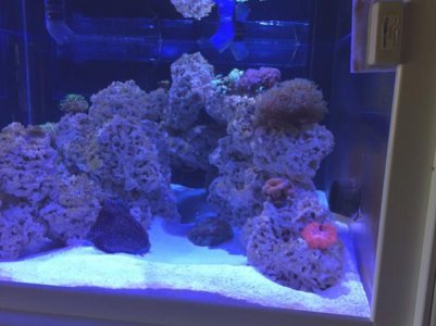 50coral1.jpg