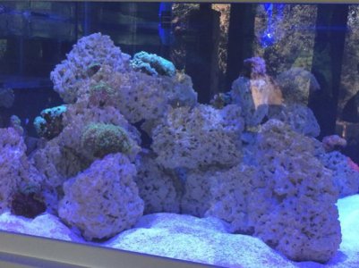 50coral2.jpg