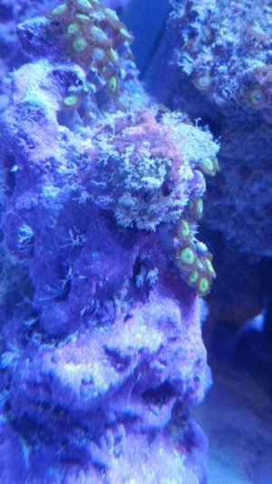 algae pic 1.jpg