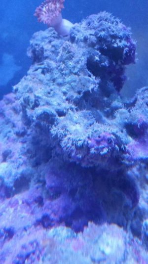 algae pic 2.jpg