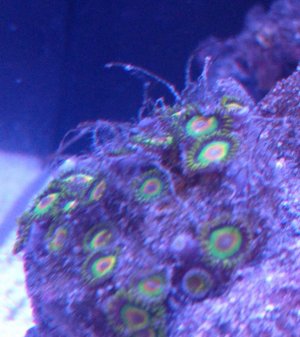 zoa.jpg