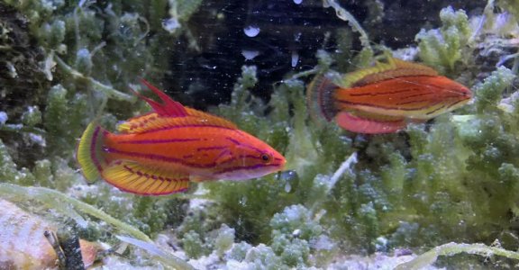 FlasherWrasses2018042201.jpg