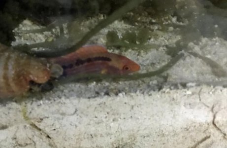 LubbockFairyWrasse2018042301.jpg