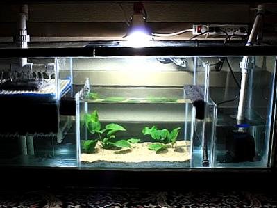 refugium.jpg