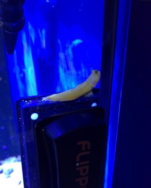 Yellow Watchman Gogy.jpg