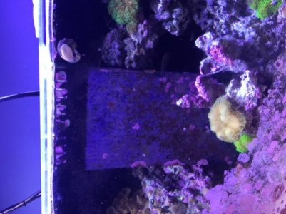 reef2.jpg