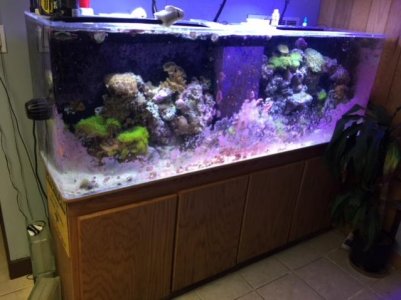 reef1.jpg