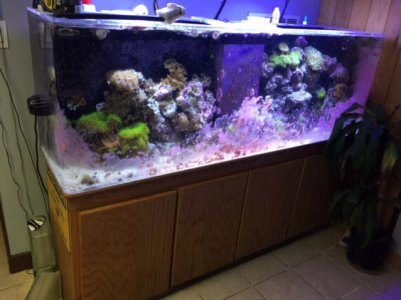 reef3.jpg