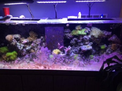 reef5.jpg
