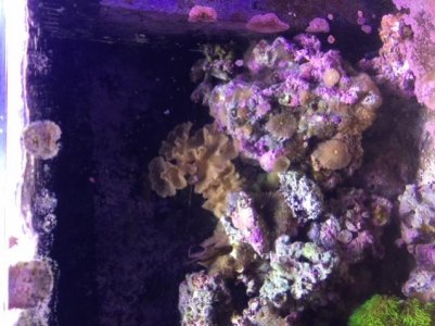 reef6.jpg