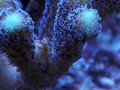 Stylophora with crab.jpg