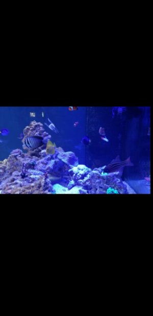 Screenshot_20180309-154159.jpg