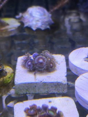 ZOA1.jpg