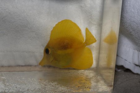 tang_qt.jpg