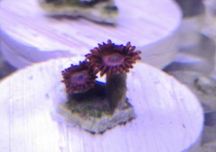 ZOA5.jpg