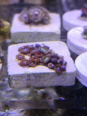 ZOA234.jpg