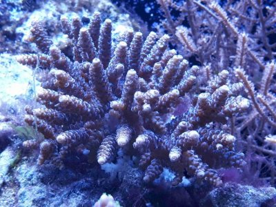 Coral 049 180310 white.jpg