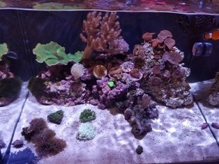 7g (small).jpg